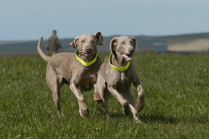 Stop running away!  Dogs often escape so they can meet other dogs